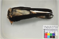 藏品(家燕)的圖片